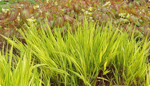 Hakonechloa - Japan-Berggras