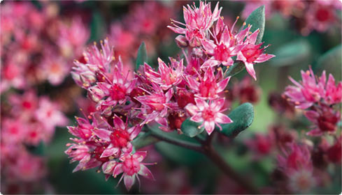 Sedum: Pflegeleichte Dickhäuter für den Garten