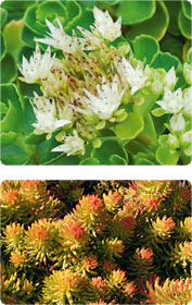 Sedum: Pflegeleichte Dickhäuter für den Garten
